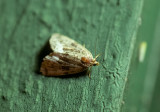 Vitfläckat glansfly (Deltote pygarga)