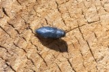 Blå praktbagge (Phaenops cyaneus)