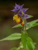 Natt och dag (Melampyrum nemorosum)