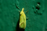 Tistelgulvecklare (Agapeta hamana)