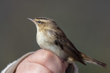 Sedge Warbler (Acrocephalus schoenobaenus)