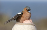 Common Chaffinch (Fringilla coelebs)