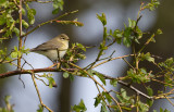 Willow Warbler (Phylloscopus trochilus)