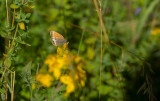 Butterflies in Sweden