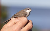 Lesser Whitethroat (Curruca curruca)