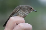 Spotted Flycatcher (Muscicapa striata)	