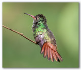 Rufous-tailed Hummingbird/Ariane à ventre gris