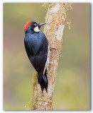 Acorn Woodpecker/Pic glandivore