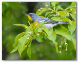 Northern Parula/Paruline à collier