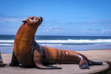 Joe the Sea Lion Statue