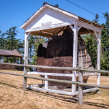 Tree Slab of Renown