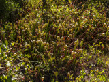 Darlingtonia State Natural Site