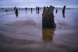 Neskowin Ghost Forest