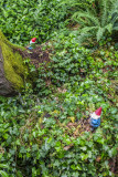 Valley of the Gnomes