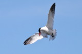 IMG_6872.JPG