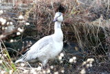 IMG_4143fs.JPG
