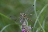 Zwarte Heidelibel