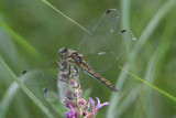 Zwarte Heidelibel