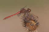 Steenrode Heidelibel
