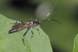 Achaius oratorius