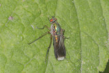 Poecilobothrus nobilitatus