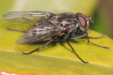 Helina evecta