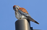 American Kestrel 2019-02-09