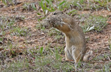 Wyoming Ground Squirrel 2019-05-29