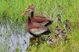 Black-bellied Whistling-Duck 2019-08-02