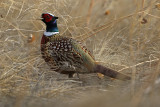 Ring-necked Pheasant 2020-03-08