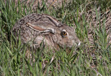 White-tailed Jackrabbit 2020-05-10
