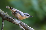 Eurasian nuthatch (Boomklever)