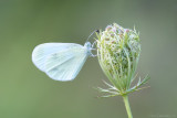 Wood white (Boswitje)