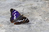 Lesser purple emperor (Kleine weerschijnvlinder)