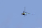 Southern migrant hawker (Zuidelijke glazenmaker)