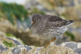 Purple sandpiper (Paarse strandloper)