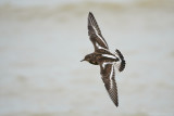 Ruddy turnstone (Steenloper)