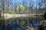 Weeping willow