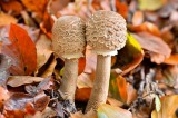 Fungi