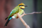 Dollarbird & Rainbow Bee-eaters
