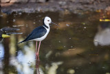Shorebirds and Waders