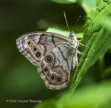 Northern Pearly-eyes Butterfly