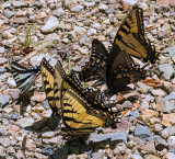 2 - Zebra Swallowtails, 2 - Black Swallowtails, 3 - Eastern Tiger Swallowtails