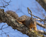 Curious Squirrel