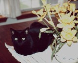 Ebony