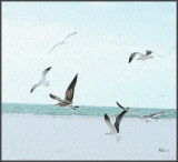 Sarasota Gulls