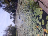 Lotus Lagoon. Candi Dasa