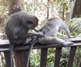 The sacred Monkey Forest. Ubud
