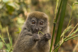 Bamboo Lemur, Andasibe 2