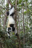 Black & White Ruffed Lemur, Andasibe  3